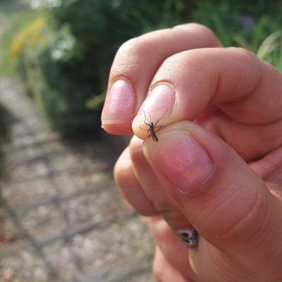 Angelic17089881's profile picture. MSc in #vectorborne diseases and PhD in Biomedical Science. I am interesting in novel strategies for control of mosquitos.  #World Mosquito Program