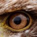 Vista de Aguila 🇻🇪🇪🇸💚 (@acrespop) Twitter profile photo Vista de Aguila 🇻🇪🇪🇸💚 (@acrespop) Twitter profile photo