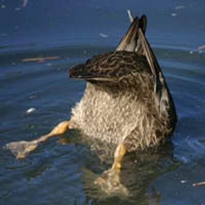 Love Minecraft, Stardew Valley, Subnautica, indie games! Owner of the Phoenixcraft Minecraft Java server. Streams on https://t.co/m7mm6sxHNg