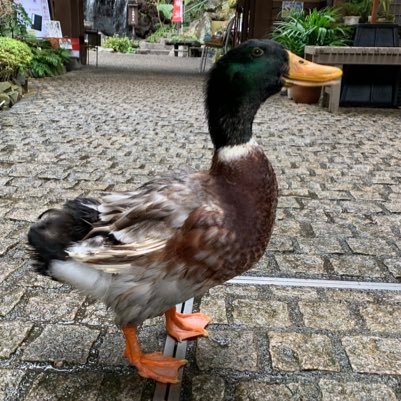 Magic: The Gathering, スタン 考え中, モダン マルドゥパイロマンサー, レガシー 白青メンター改め奇跡, 毛玉會構成員