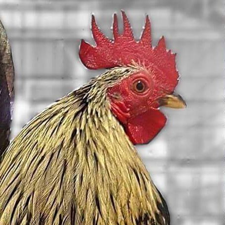 #StarsofFeatherlyHills
Longtime fans: Cincinnati Reds, Bengals (Bob), Denver Broncos (Eve) & other NFL teams. We breed & show 3 breeds of fancy chickens.