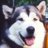 kodiakdawg's profile image
