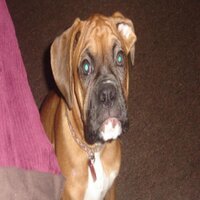 sevenna reed (@printerpuppy) 's Twitter Profile