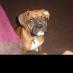 sevenna reed (@printerpuppy) Twitter profile photo