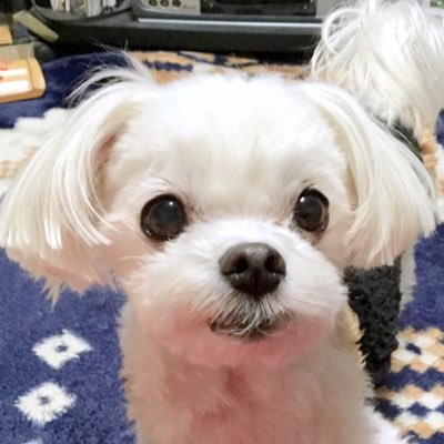 shikishima0's profile picture. ミッキー虹の橋を渡りました🐶🌈鉄道旅行🚄お城巡り🏯釣り🎣甘いものが大好きです🍮天体観測などもよくしております🌃フォローはお気軽にどうぞ!!