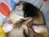 We_4_weasels's profile picture. We is four fewwets! Red (Rouge) head tweeter and the eldest!, Daniel (Turbo), Kodiak (Kodi) and Saska. We love to meet other fewwets and new hoomins!