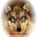 SUE HARRINGTON - @BARKOKNINESUE - Twitter