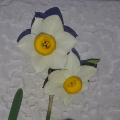 Wolke_JPN's profile picture. UTAU（主にデフォ子・重音テト・桃音モモ）でニコニコ動画（カバー）とか、MMDも少し使ったり。イラスト：描けない。詞、曲：書けない。ニコニコ動画マイリストは→mylist/29779402