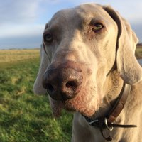 Pet Lodge Superstore (@arronlambert4) 's Twitter Profile