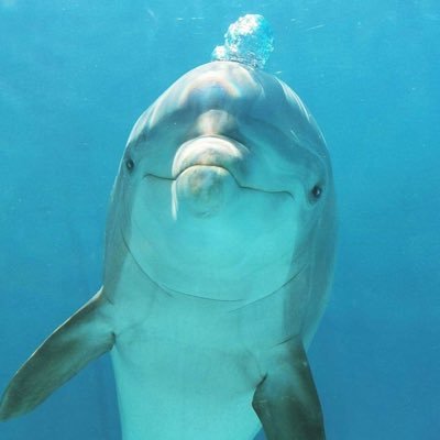 SaggezzaNews's profile picture. 