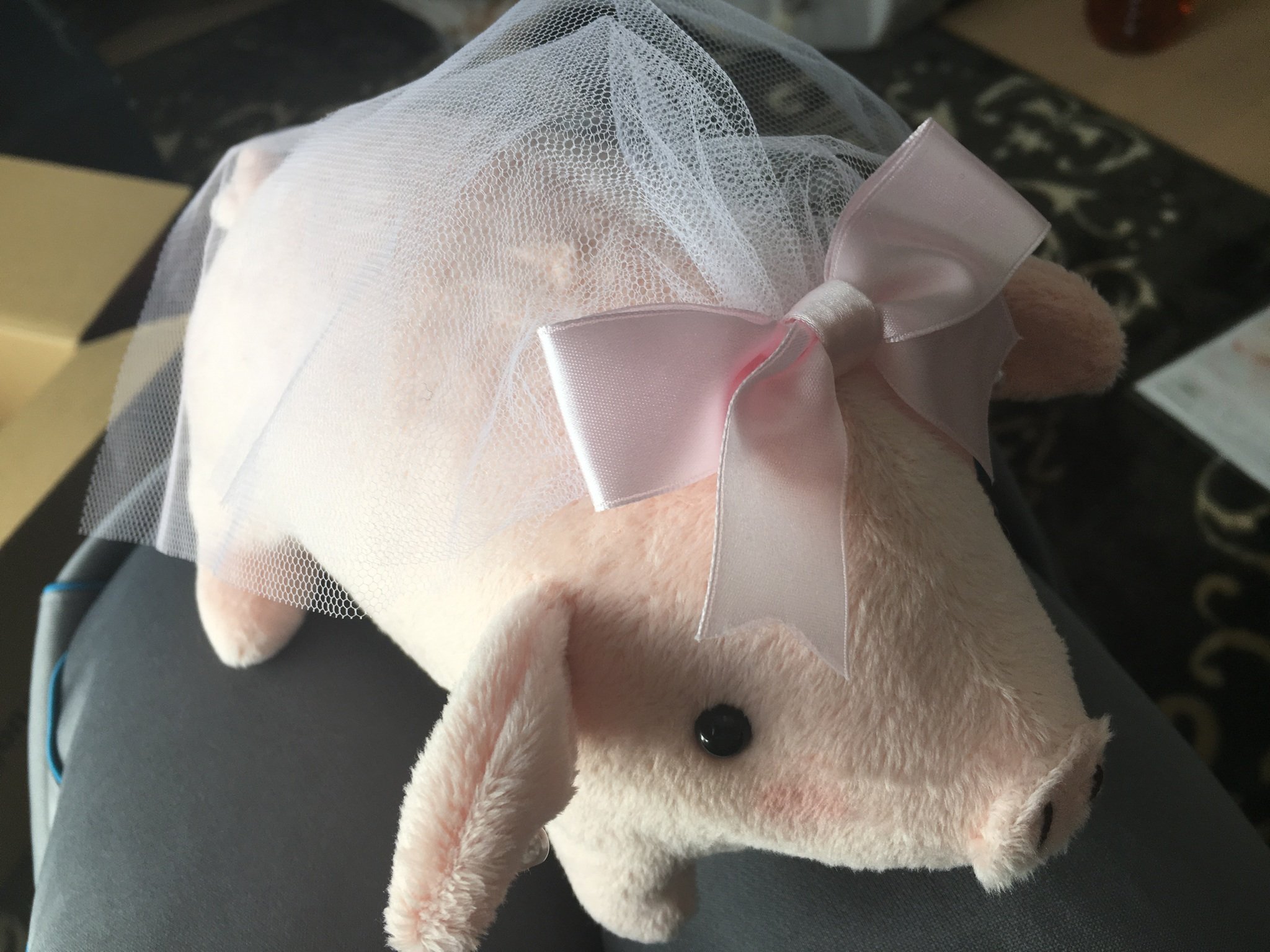 yamogecko's profile picture. ヤモリを飼育している会社員の飼育記録用アカウント