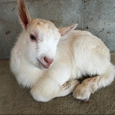 n8n8koba's profile picture. 