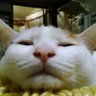 ke8ro0ro31's profile picture. ただの猫好き　　猫アカですので、猫以外は期待しないで下さい！　同居猫は４匹とも元保護猫で、たまま(キジトラ♂）、こたろう(チャトラ♂）、ハナ（三毛♀）、福太郎（黒♂）　完全に猫親バカ　いいね消えてる病　　　　　DMなしでお願いします　　You Tubeも見ないです