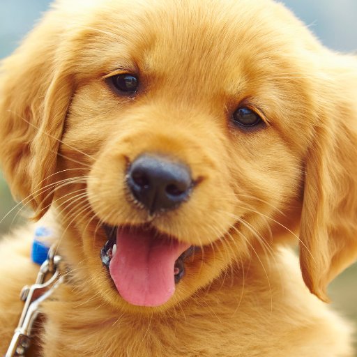 If you love puppy, please follow me, I'll post more and more puppy videos