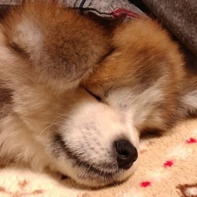 長毛秋田犬ムック Kononamae Twitter