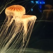 喫茶めぐりが好き。狭く浅い雑食オタク。現在の主食はブルアカ。
珈琲やアロマ/温泉/Youtuber/動画勢V