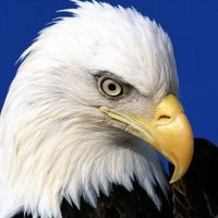 Gonzalo Chalo Hernández (@chalocali) 's Twitter Profile