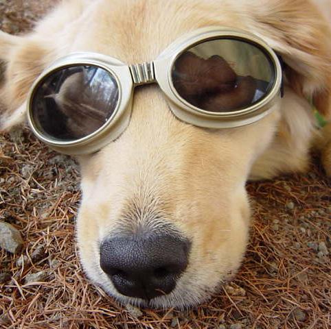 kazuit's profile picture. 岩手県出身/東京都在住/キャンプ好き/お酒好き/パセリ苦手/辛バカ/サイズの小さな大型犬/犬好きに悪い人はいない！！と勝手にワンコ好きのリストをポチっと中