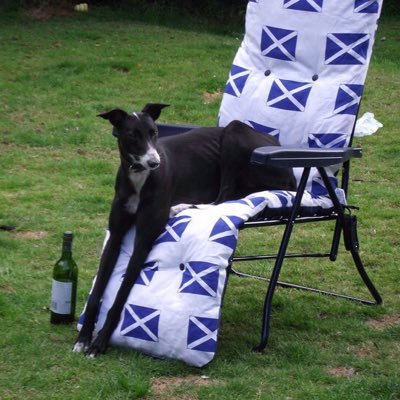 Love dogs, rescue greyhounds, live in and love Scotland and await the day we win our #scottishindependence #YesScots #independenceisnormal