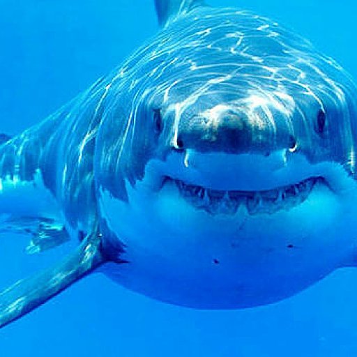 BugaWhat's profile picture. I play GaMEs sometimes. Not looking for followers. Probably wont tweet much. Just use this to support people.