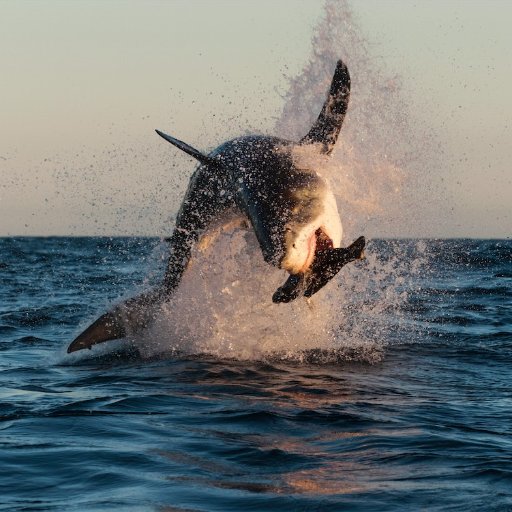 punk374's profile picture. 