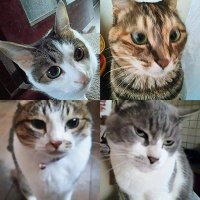 ミルシロックにゃ〜! (@millsirocknyaa) 's Twitter Profile Photo ミルシロックにゃ〜! (@millsirocknyaa) 's Twitter Profile Photo