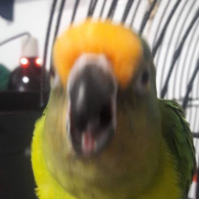 Hi!! My name is Momo. My human mom says I'm named after Momo from ATL:A. Whatever that means. I'm a peach-fronted conure, not even 1 year old!!