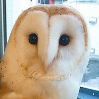 はる (@haruk0yamada) 's Twitter Profile Photo はる (@haruk0yamada) 's Twitter Profile Photo