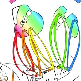 Haber Neuroanatomy Lab Profile