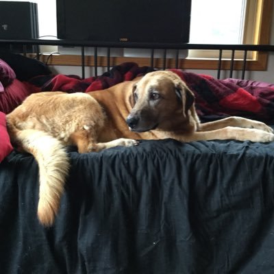 VampireIvy16's profile picture. I am Ivy I love all things vampire!!!!! Anne Rice is my Role Model I love the shows Supernatural & Lucifer & shadowhunters & I love to sing & create art!