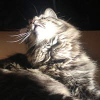 phortran (@phortran_) 's Twitter Profile