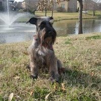 Rocky The Schnauzer(@RockySchnauzer) 's Twitter Profile Photo