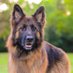 German Shepherd (@germans83109635) Twitter profile photo German Shepherd (@germans83109635) Twitter profile photo