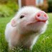 HRoark Ⓥ (@slcvegan) Twitter profile photo HRoark Ⓥ (@slcvegan) Twitter profile photo