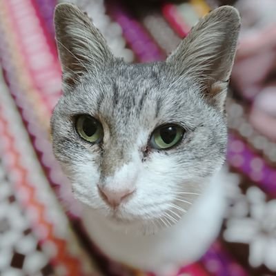 保護猫つみれです。メス猫です。淡路島で釣り中に保護されました。
【YouTube】
https://t.co/oy33hZL1zX…
【Instagram】
https://t.co/hNVJV7w15d