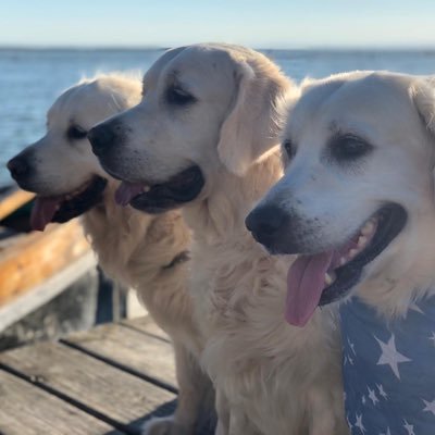 Orodelolimpo's profile picture. Exposición, Selección, Cría Exclusiva, Familiar y Responsable de Golden Retriever