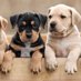 i love dog (@dog99909971) Twitter profile photo i love dog (@dog99909971) Twitter profile photo