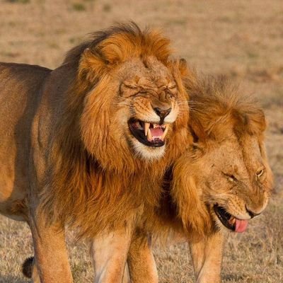 Russeldk's profile picture. Sales executive/certified aircraft technician/ management