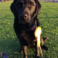 sadie🐾(@Labradude3) 's Twitter Profile Photo