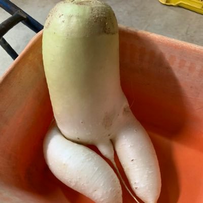 puttin106's profile picture. おっさんの情報収集アカウントです。勝手にフォローして適当にフォロー解除します。 申し訳ございません。