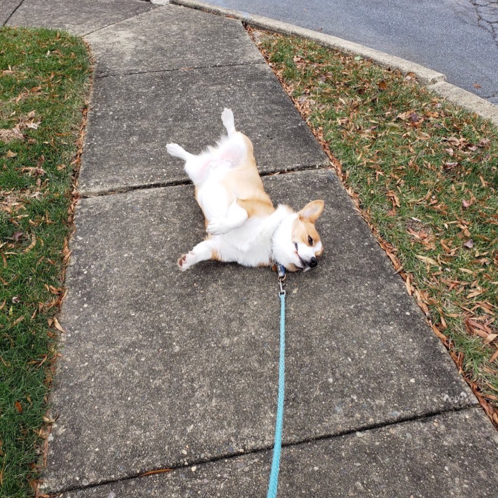 BonhamLauren's profile picture. 