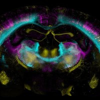 Brandeis Neuroscience (@brandeisneuro) 's Twitter Profile