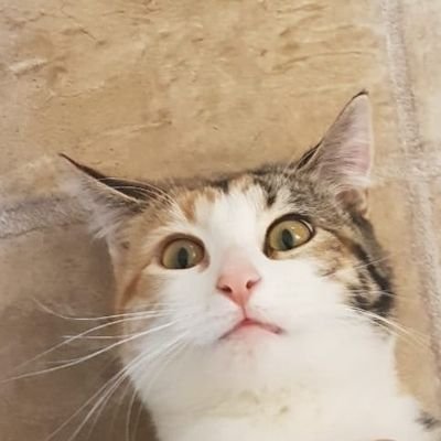 mennoknight427's profile picture. 