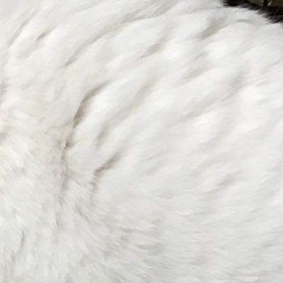 miyuki_chi0224's profile picture. 猫さえ幸せならそれでいい