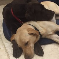 Caroline Donnelly #FBPE (@snowydogs) 's Twitter Profile