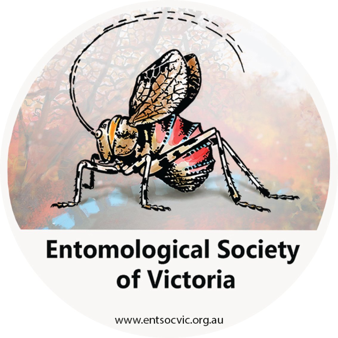 Entomological Society of Victoria | Amateur and professional #insect enthusiasts | Making #entomology accessible | Tweet us your #victorianinsects !