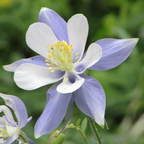 TDofColorado's profile picture. Members of The Territorial Daughters of Colorado are direct descendants of pioneers who had a residence in Colorado Territory prior to August 1, 1876.