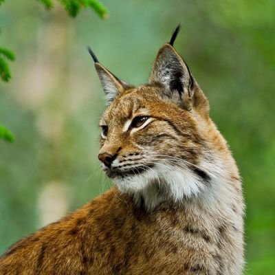 lynxfnn's profile picture. Professional Battle Royale Player for @EldSniping 6kd 950 wins