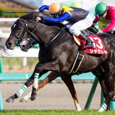 kitasan1117's profile picture. 競馬/バドミントン / 米津玄師