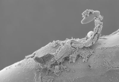 thppdd_lab's profile picture. Ken Obasa |
Texas A&M AgriLife